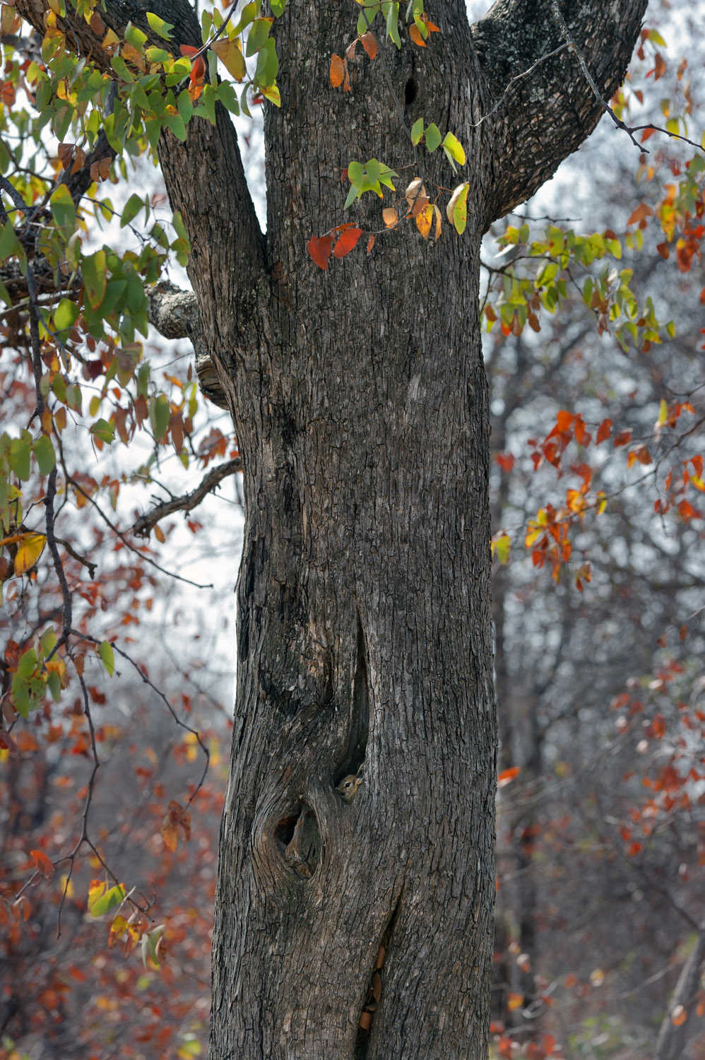 Smith's Bush Squirrel in its hiding place, Kruger NP