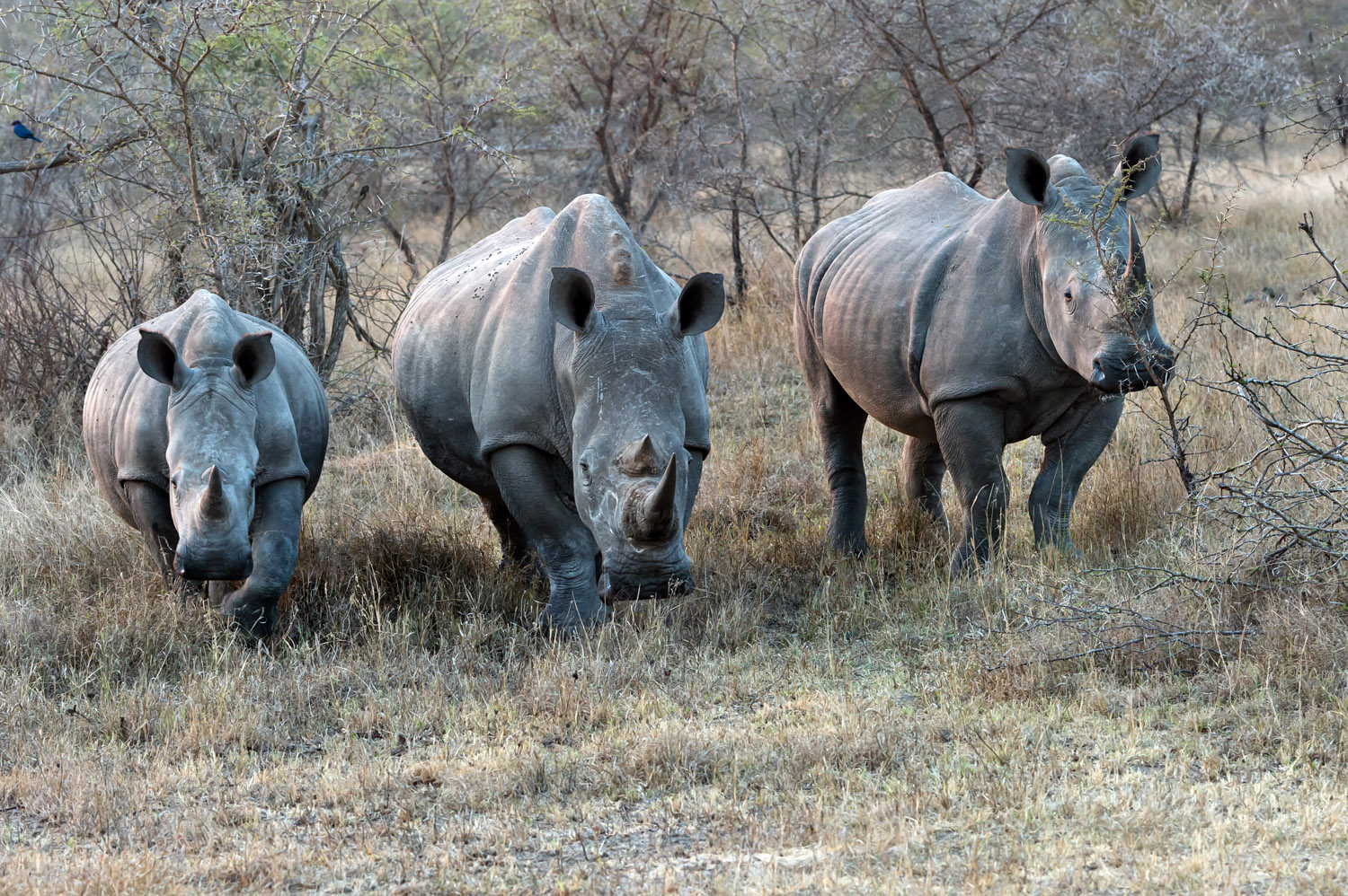 White Rhinos, Kruger NP