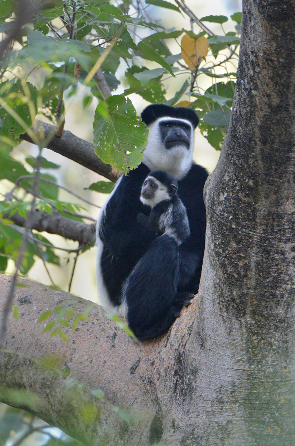 Abyssinian Black-and-white Colobus monkey with its cub, lago Awasa, lake Awasa
