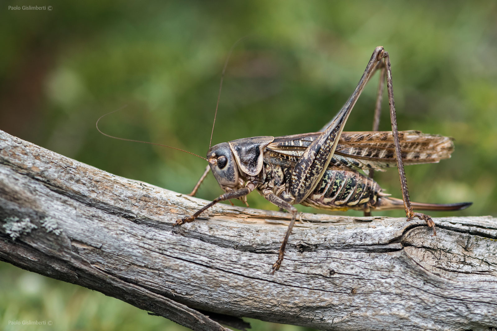 Locusta migratoria, Migratory Locust