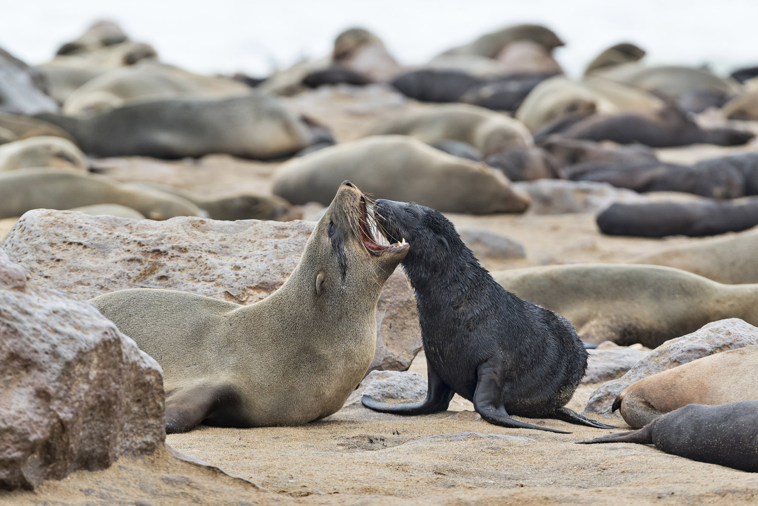 Cape Fur Seals, Cape Cross, Dorob NP