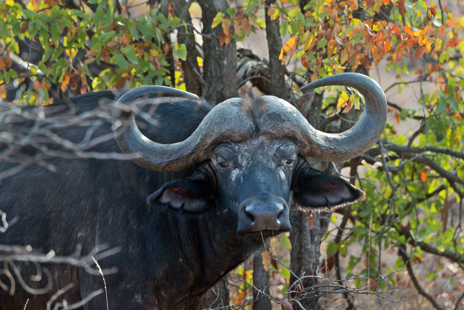 African Buffalo, Kruger NP