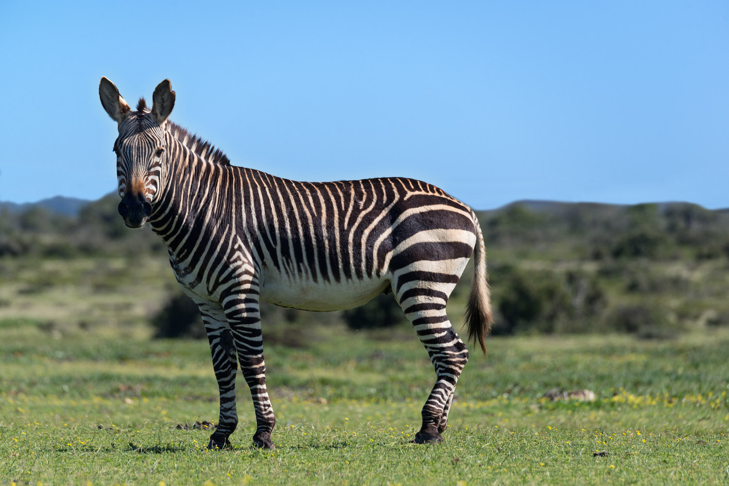 Cape Mountain Zebra, De Hoop NR