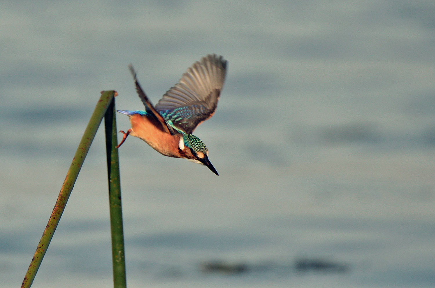 Malachite Kingfisher, lago Awasa, lake Awasa