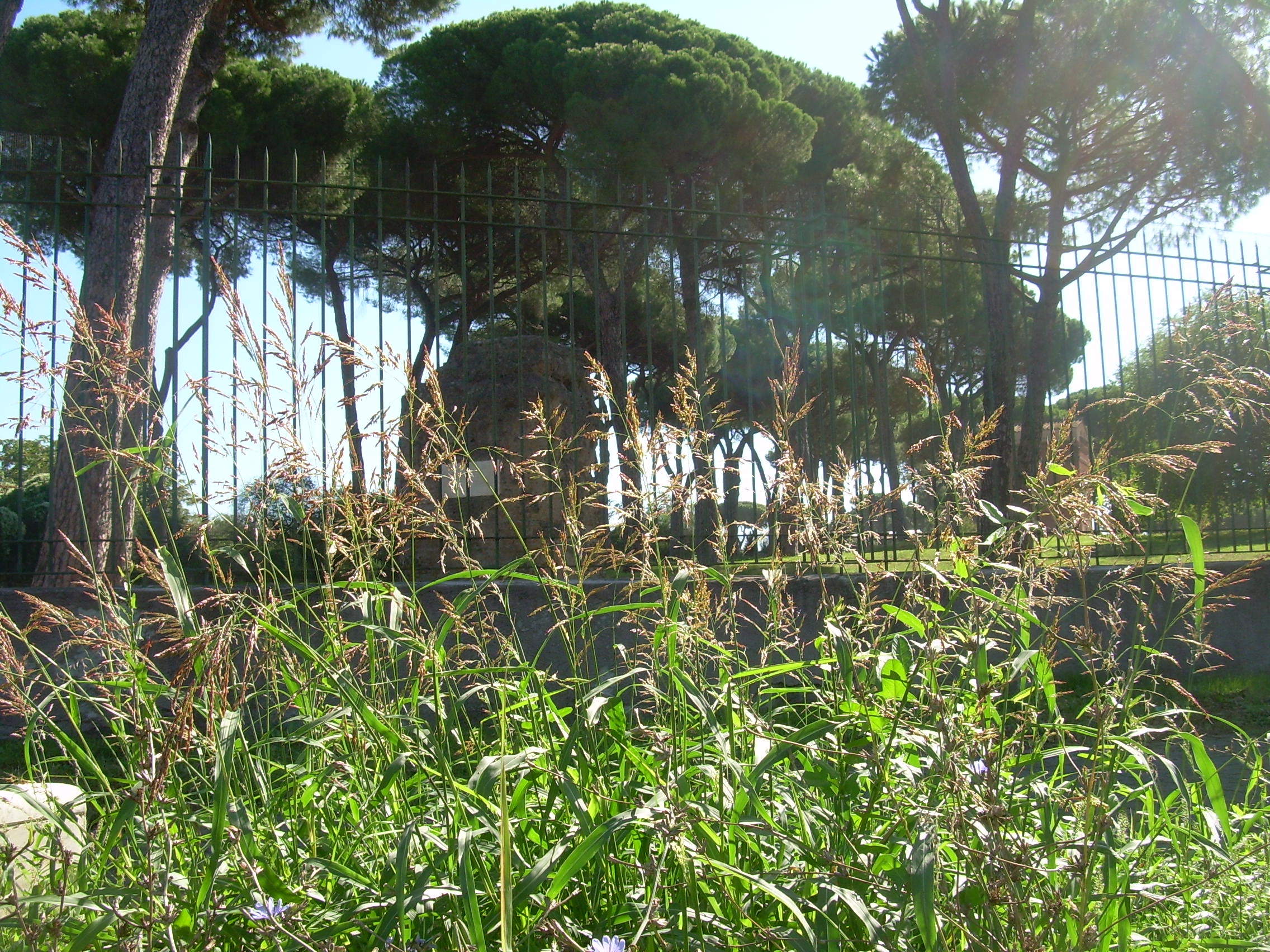 14. Incrocio via Appia Nuova-via Arco di Travertino: Forasacco. Bromus erectus. (GRAMINACEE)