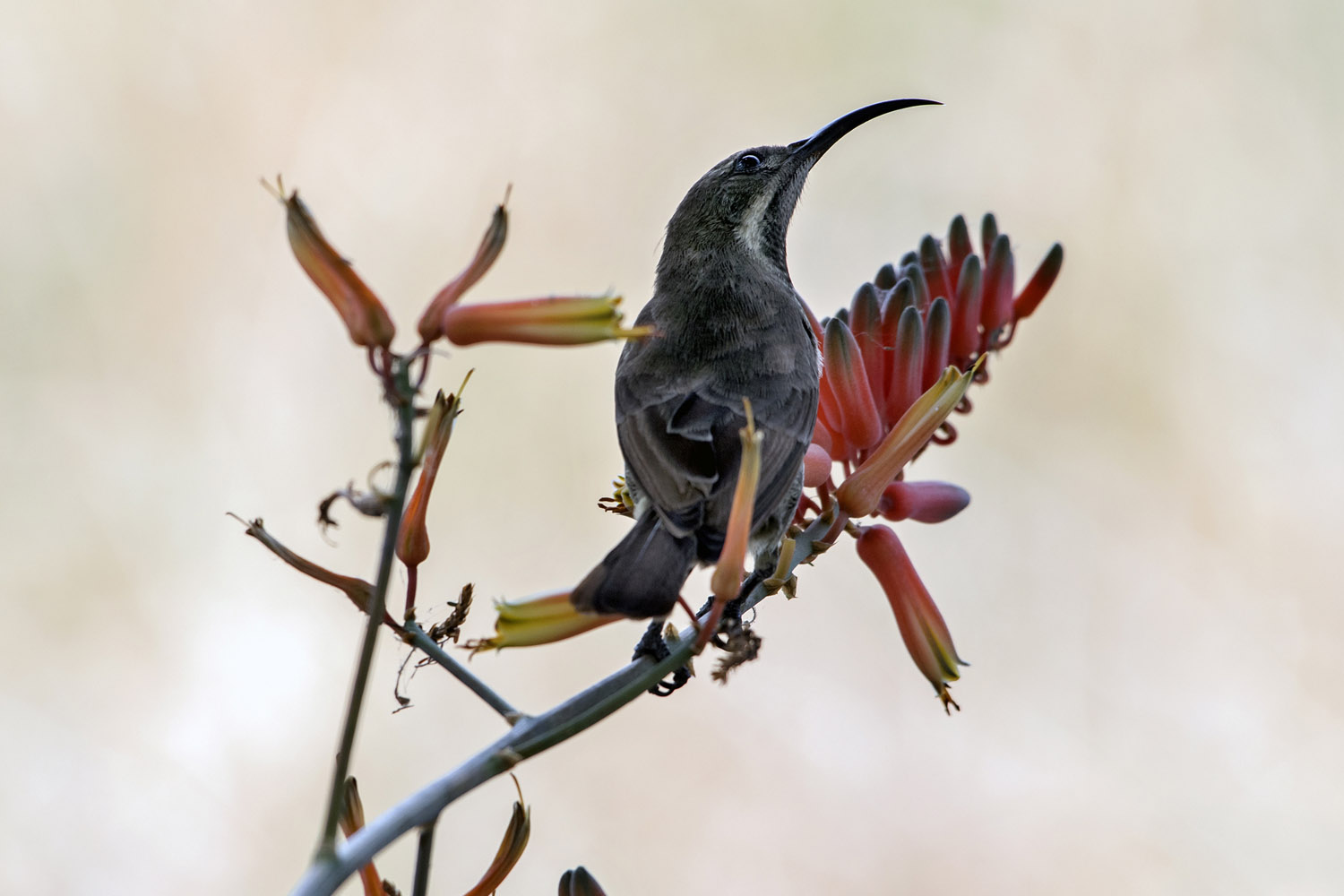 Scarlet-chested Sunbird (Chalcomitra senegalensis lamperti), Serengeti NP