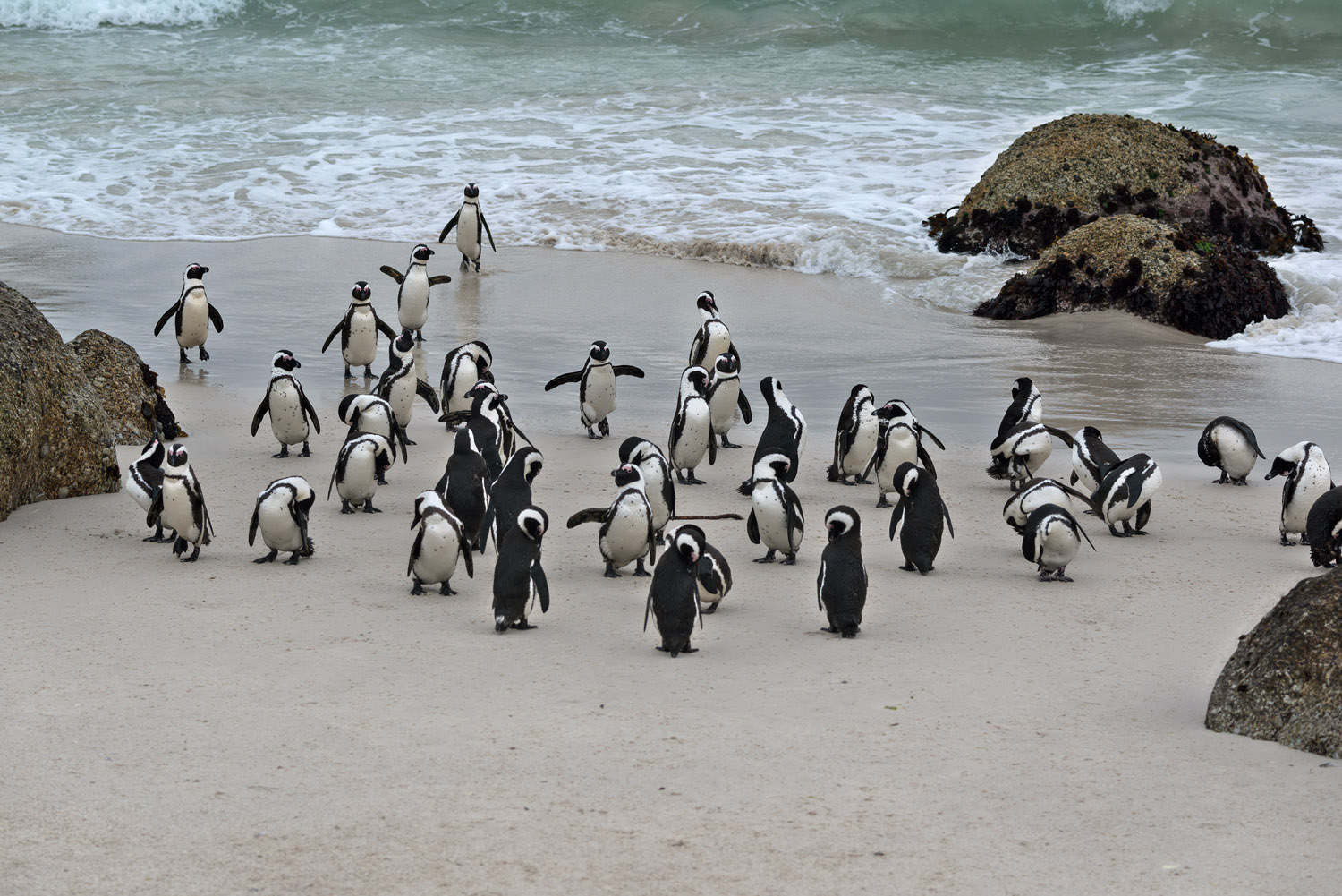 Jackass Penguins, Boulders Beach