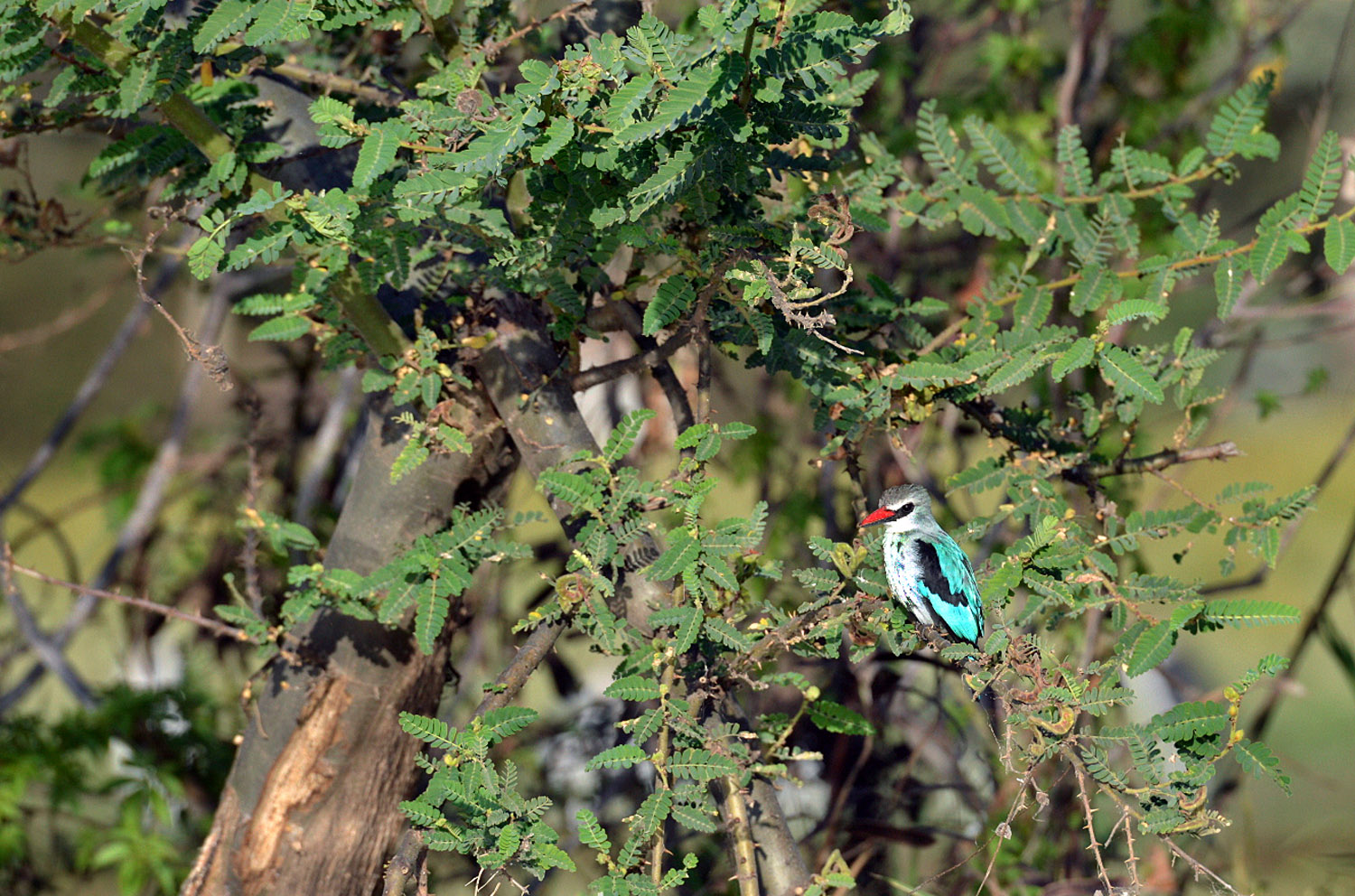 Woodland Kingfisher, lago Tana, lake Tana