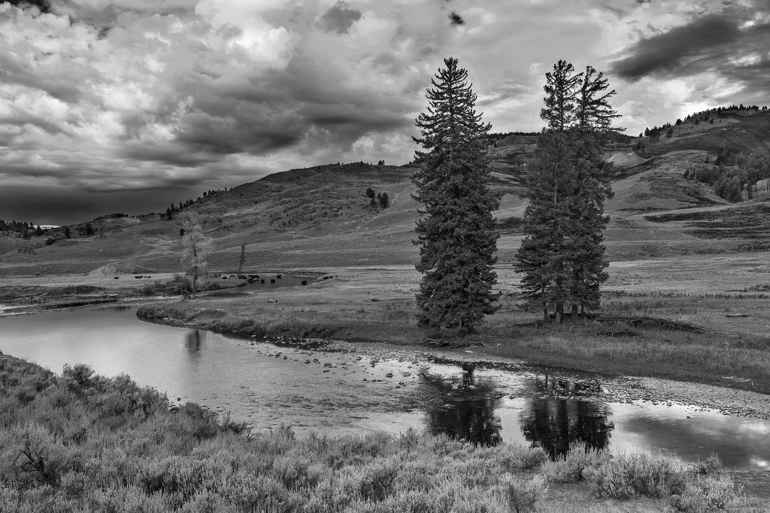 torrente Slough, valle Lamar. Slough creek, Lamar valley, Yellowstone