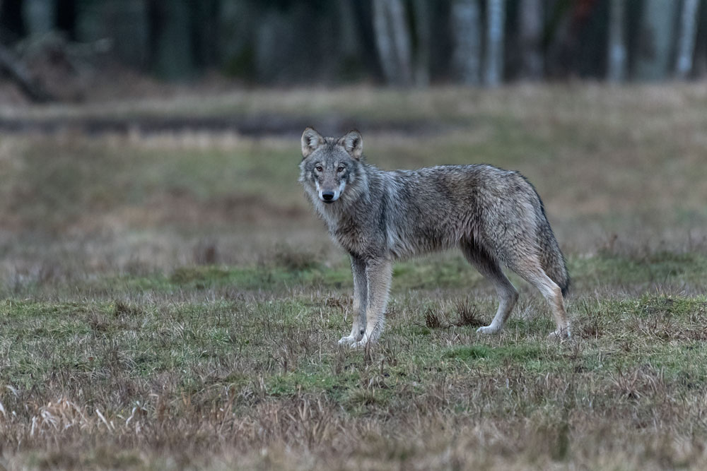giovane Lupo (Canis lupus), Wolf juv.