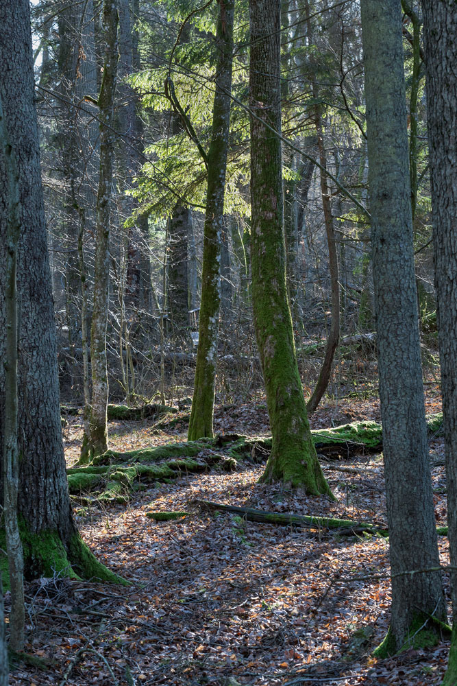 Foresta primaria, primary forest