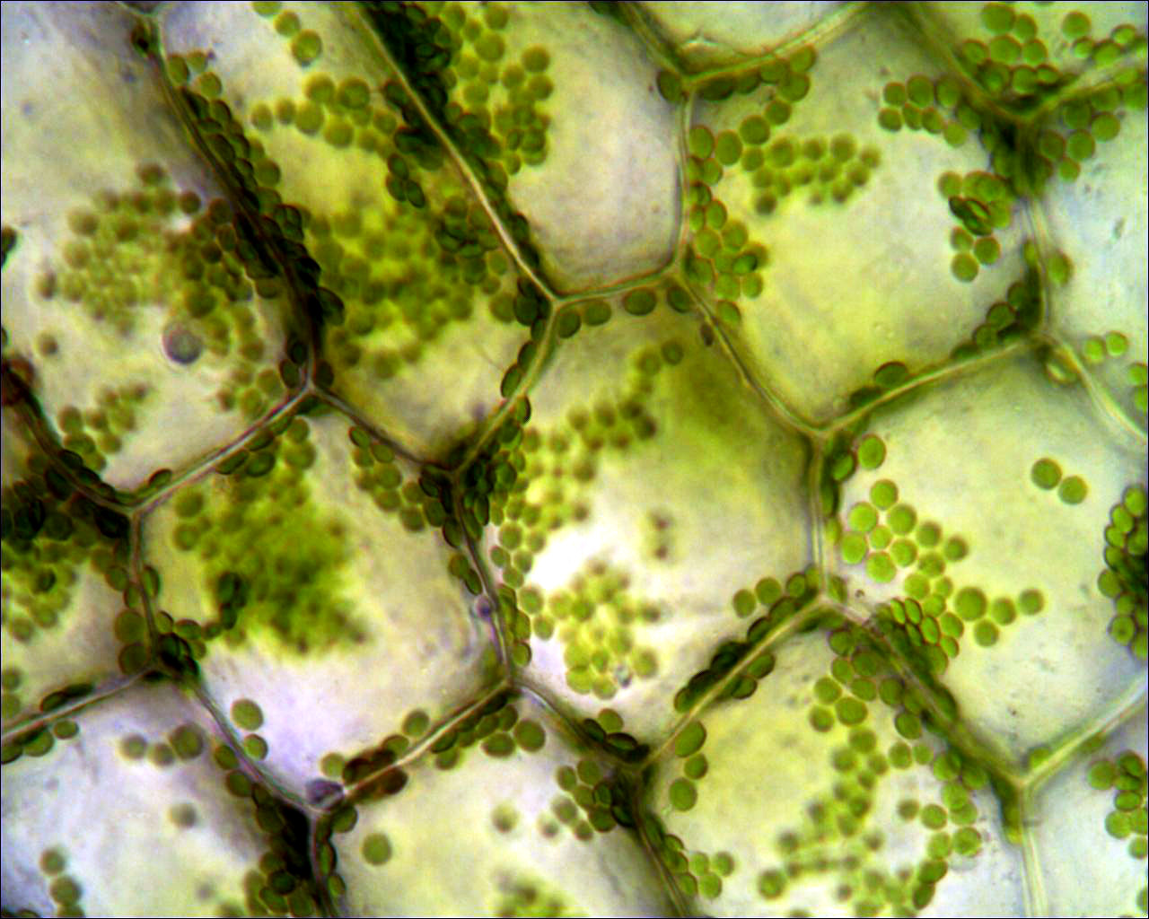 Cloroplasti di E. densa spostatisi ai bordi delle cellule per effetto della luce