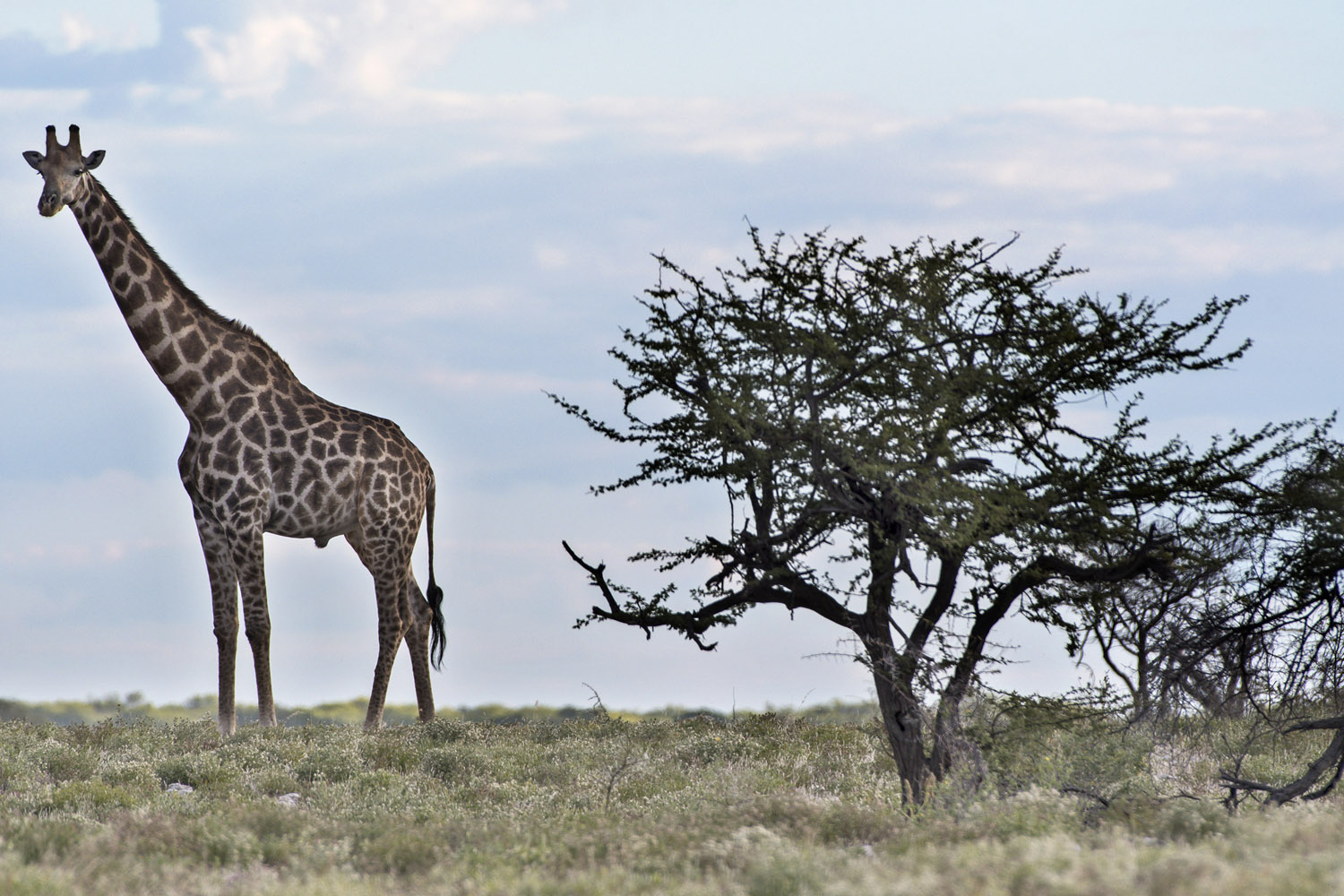 Southern Giraffe, Etosha NP
