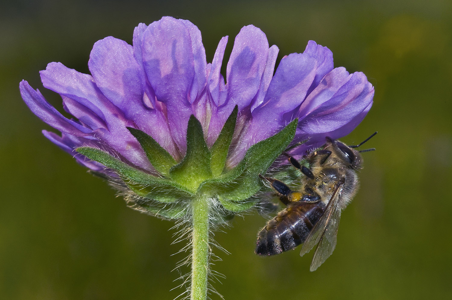 Honeybee on a Knautia flower