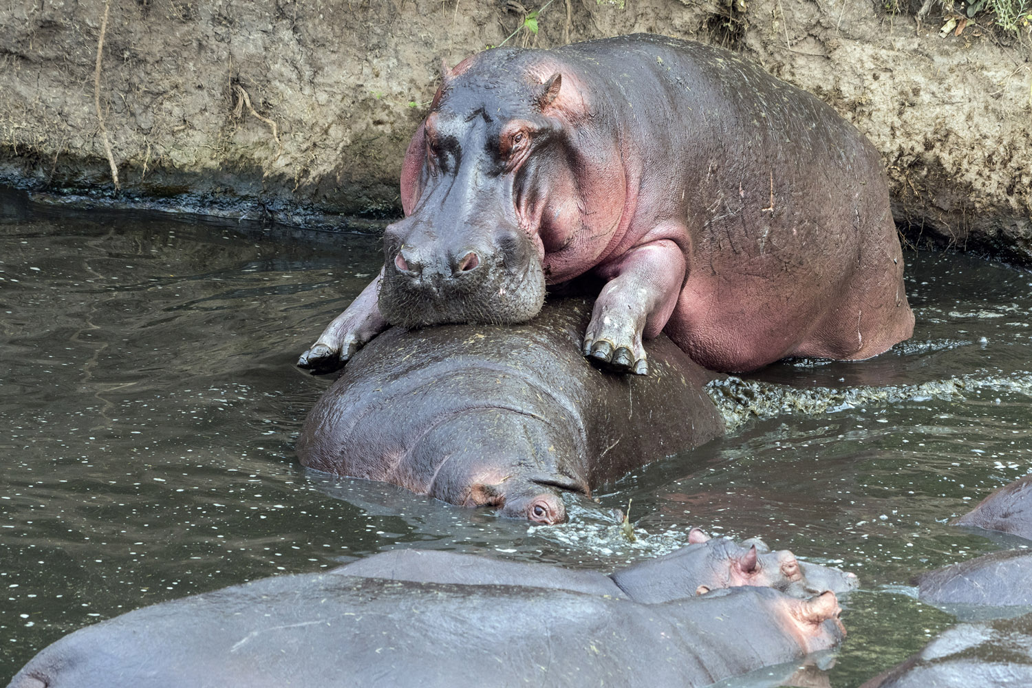mating Hippos, Serengeti NP