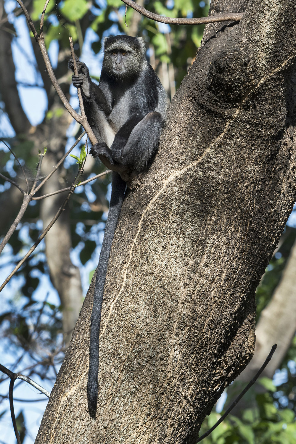 Diademed Monkey, Serengeti NP