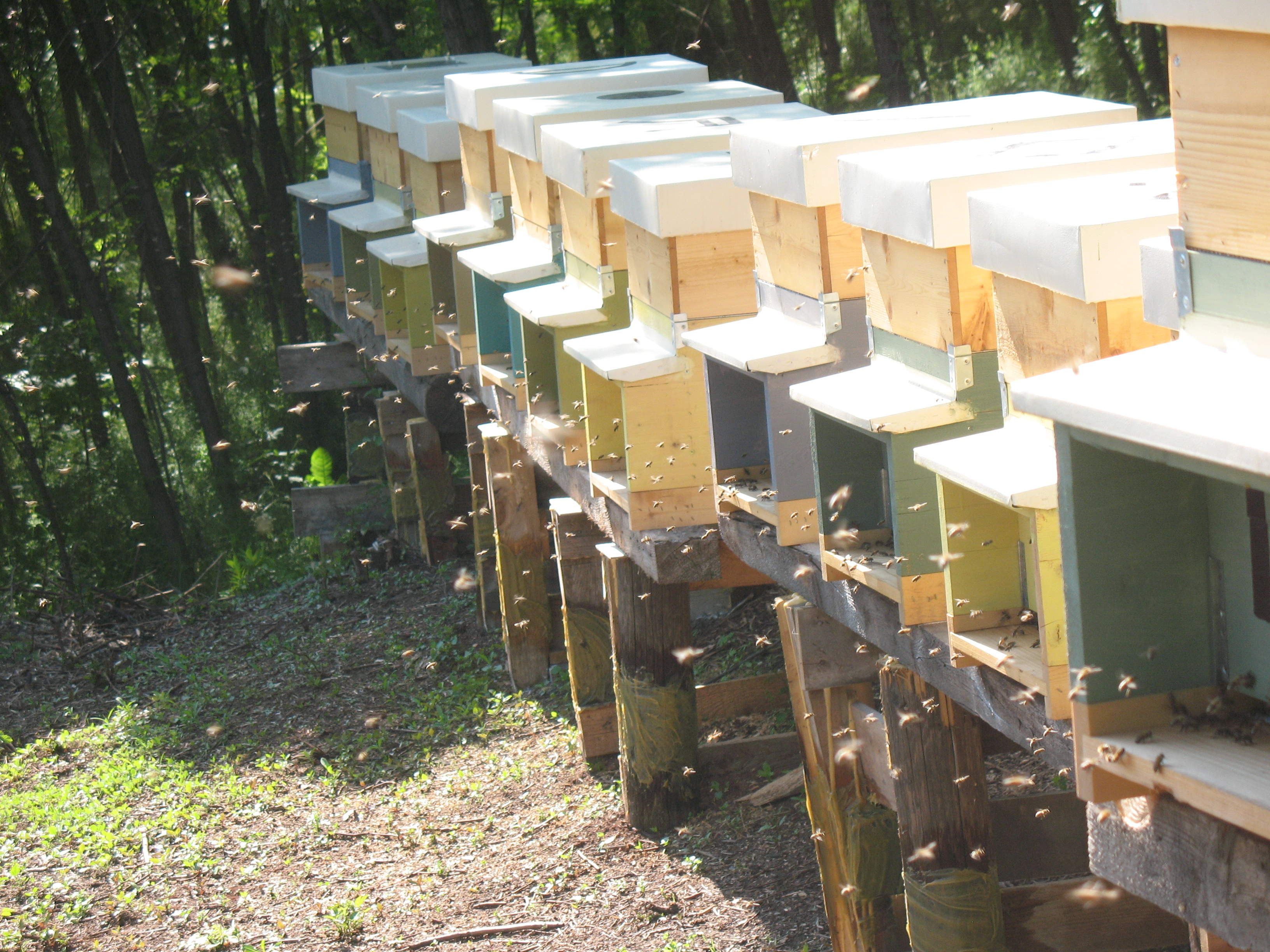 apiario in Val Bresciana da 10 a 40 arnie