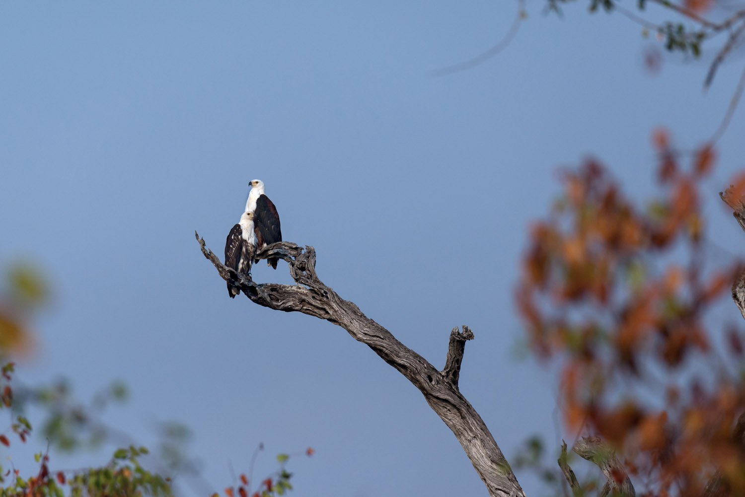 Bald Eagles, Kruger NP