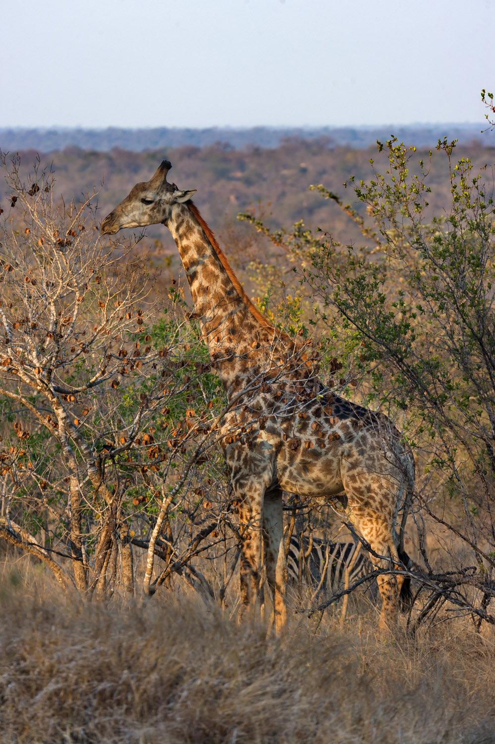 South African Giraffe, Kruger NP
