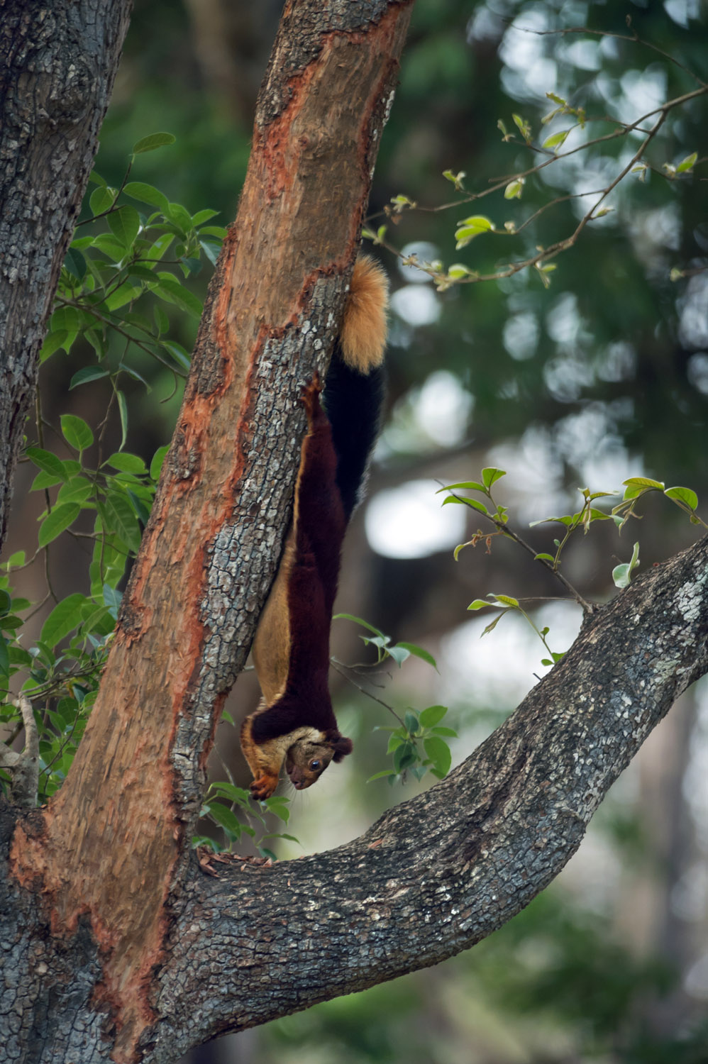 Malabar Giant Squirrel, Nagarhole NP, Karnataka