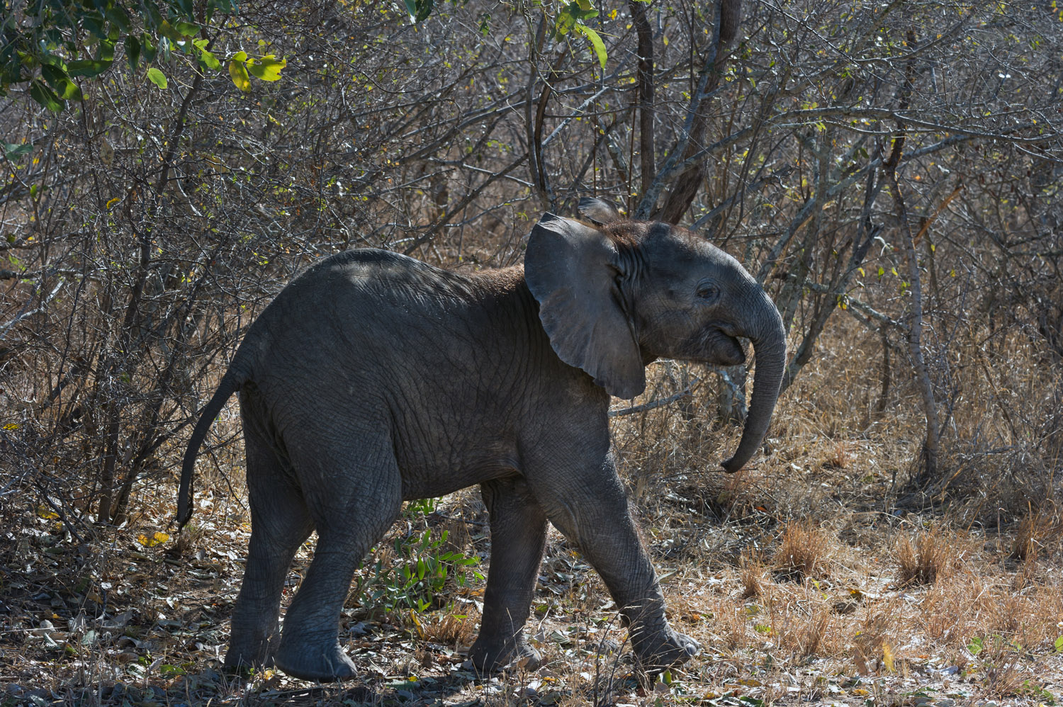 African elephant cub, Kruger NP