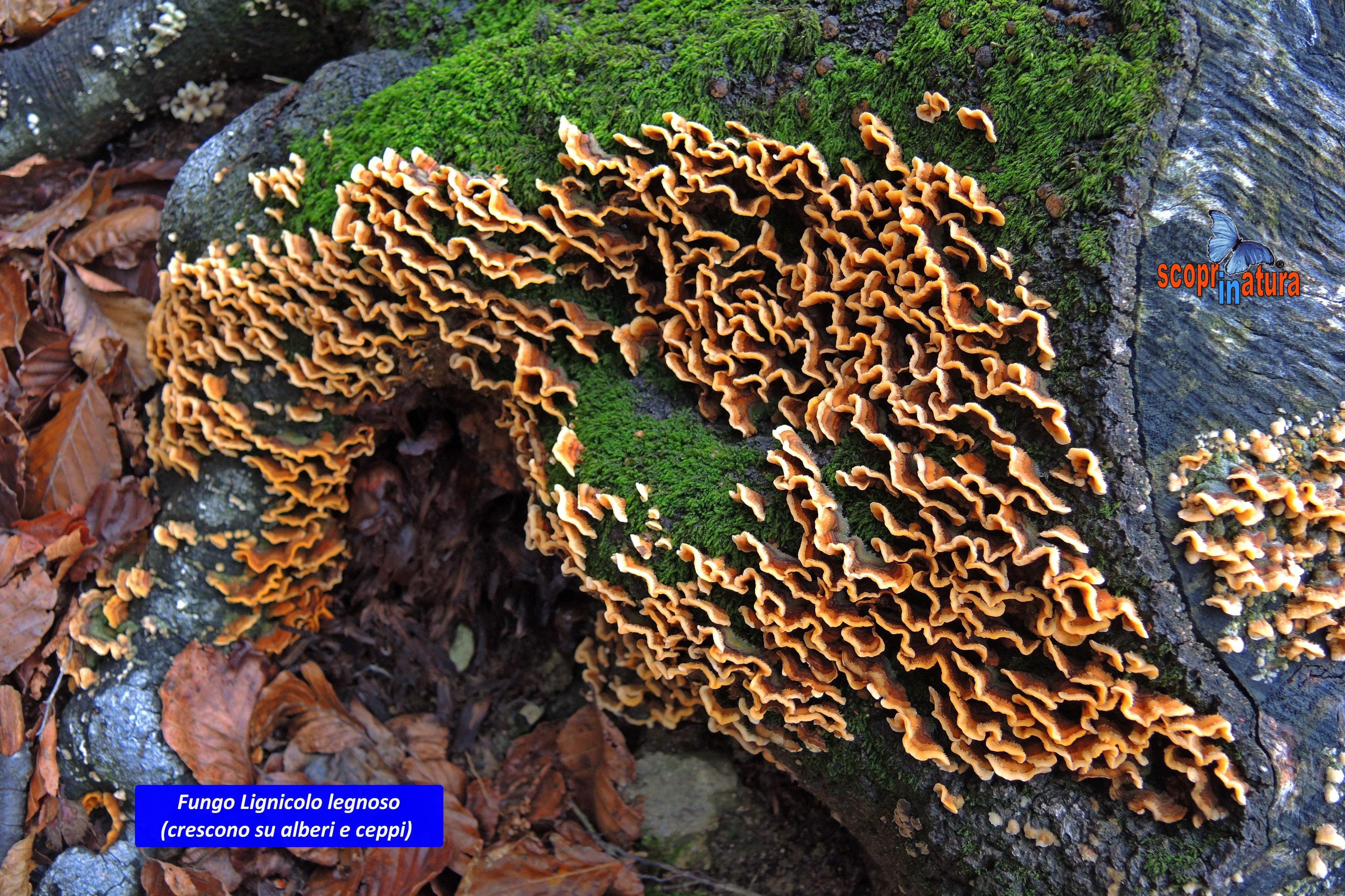 fungo Lignicolo legnoso  (cresce su alberi e ceppi)