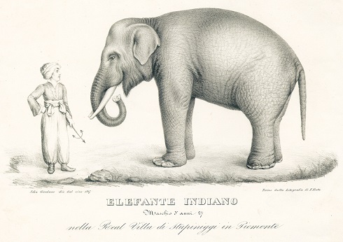 FRITZ ELEPHANT