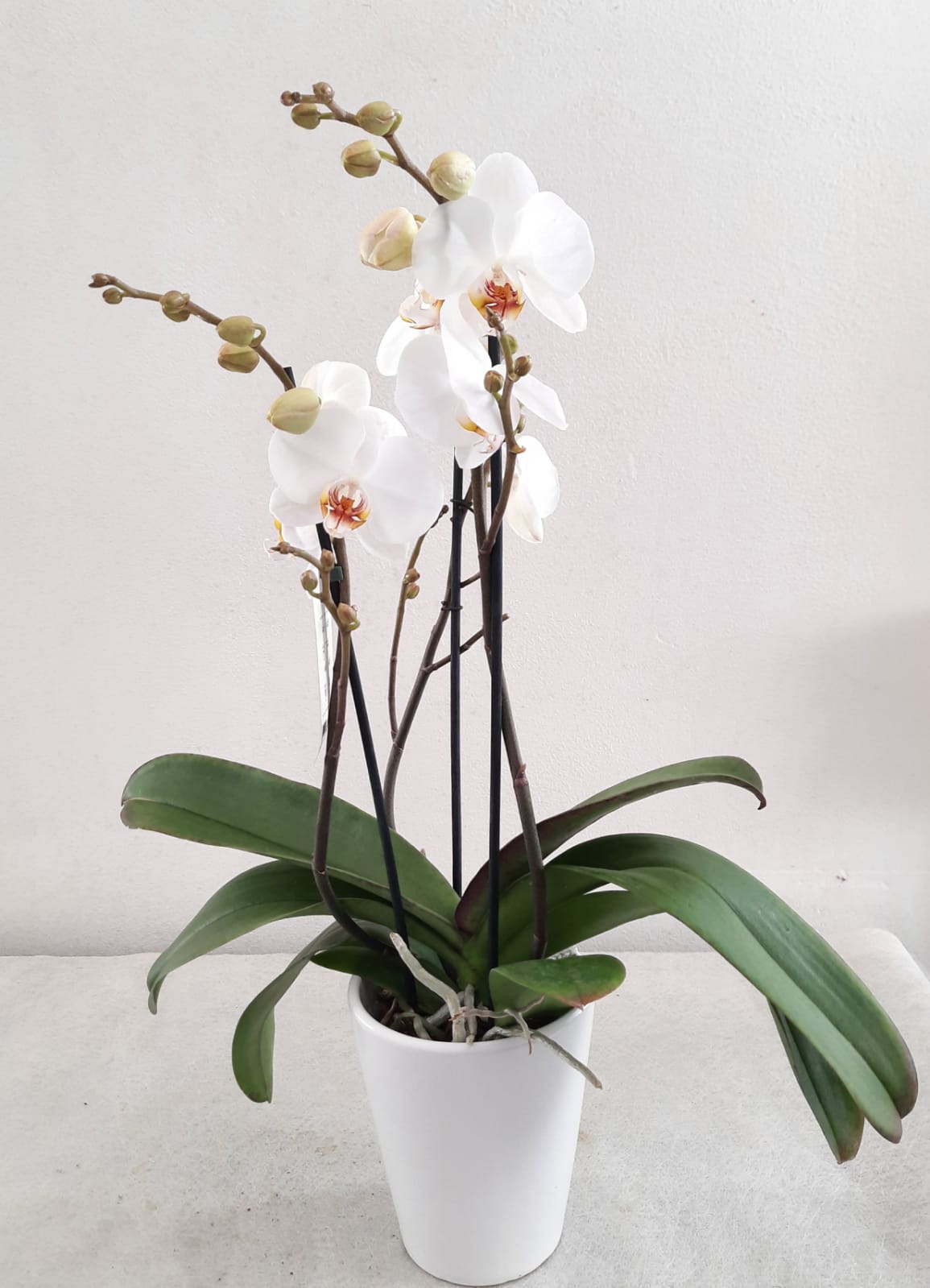 Orchidea finta CANDIDA in vaso di ceramica, bianco, 65cm, Ø7-8cm