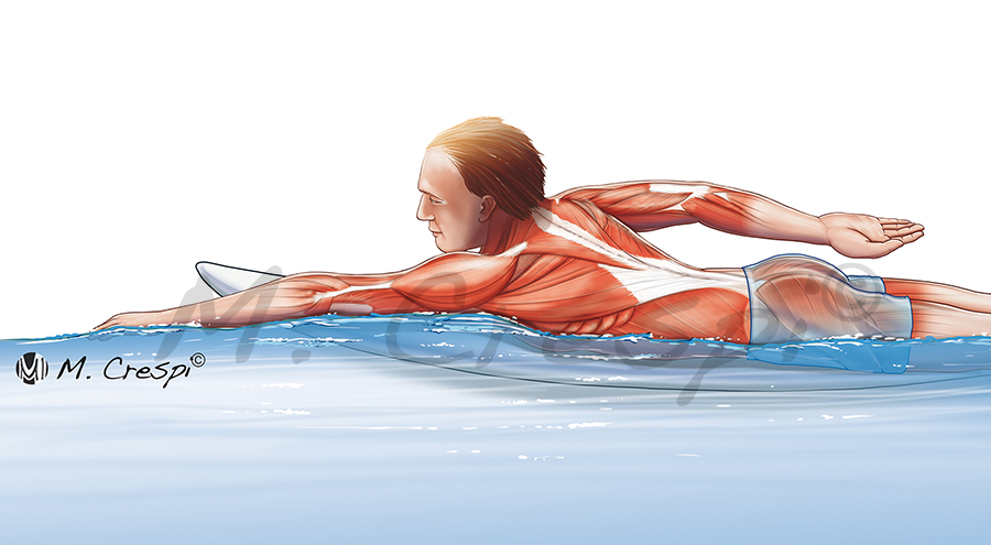 Muscles working during surf paddling