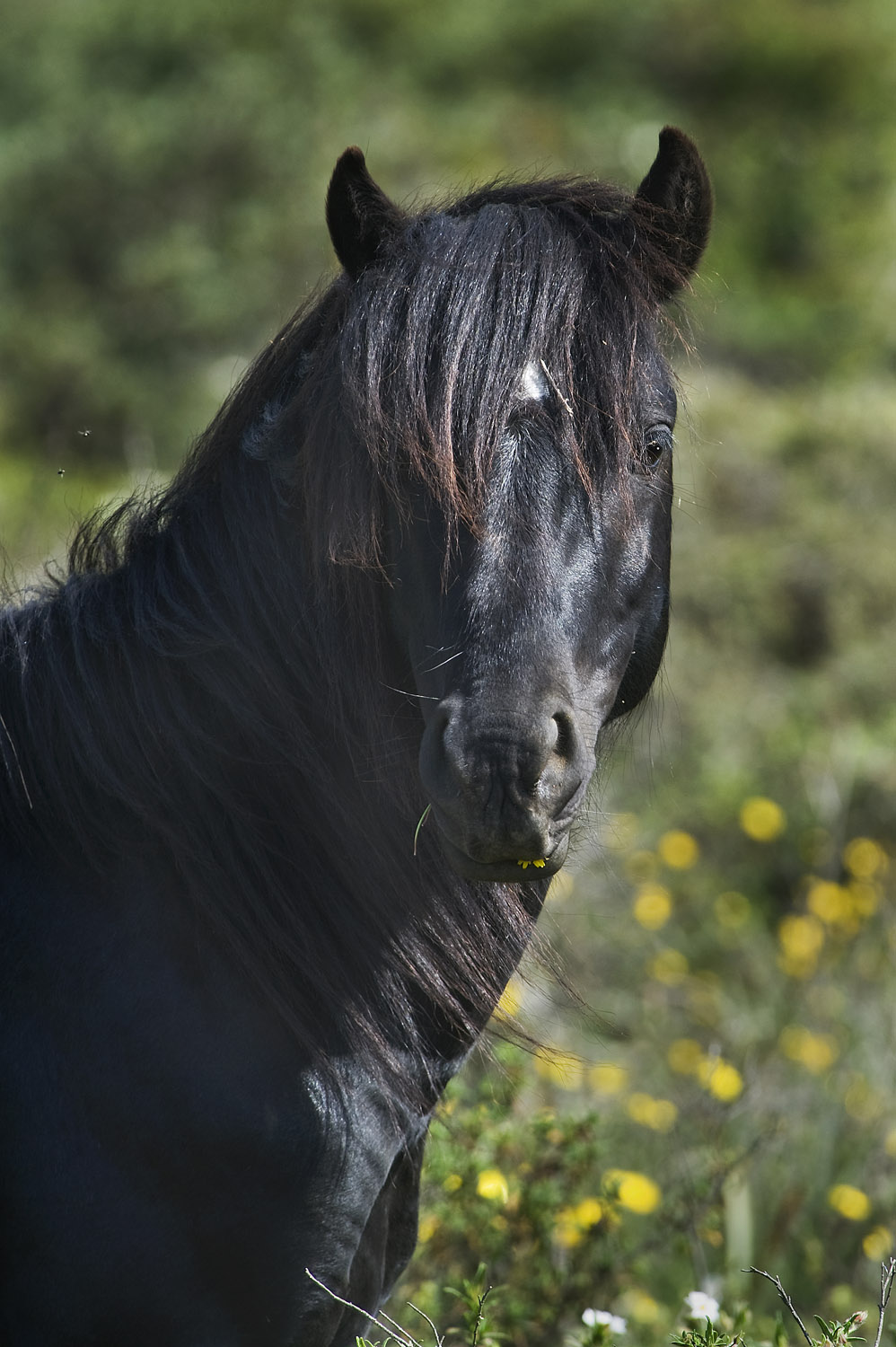 Giara di Gesturi horse, Sardinia