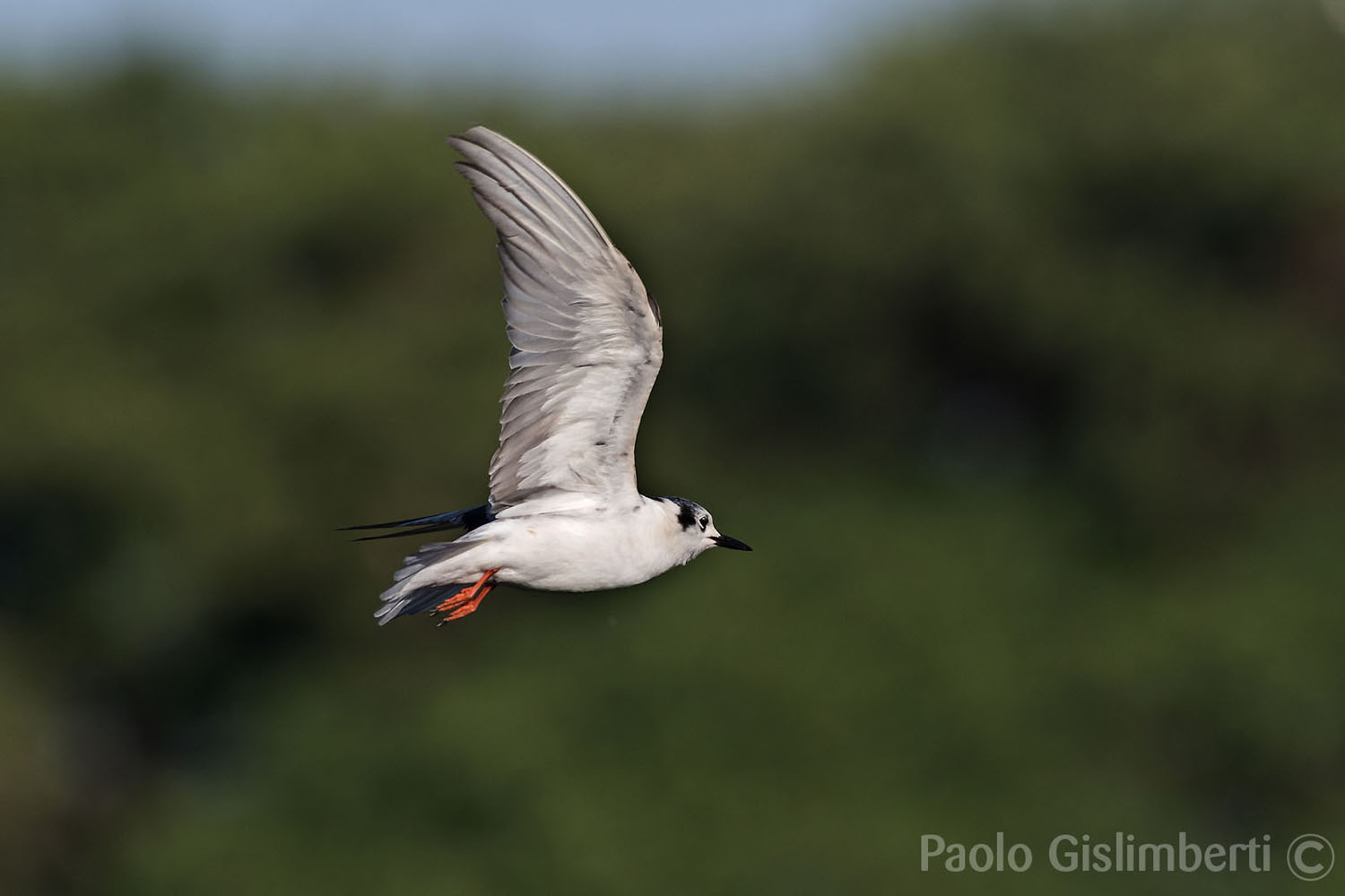 White-winged Tern, lago Awasa, lake Awasa