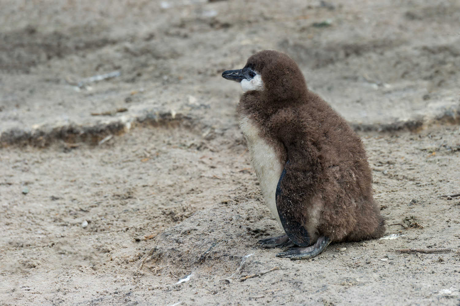 Jackass Penguin cub, Boulders Beach