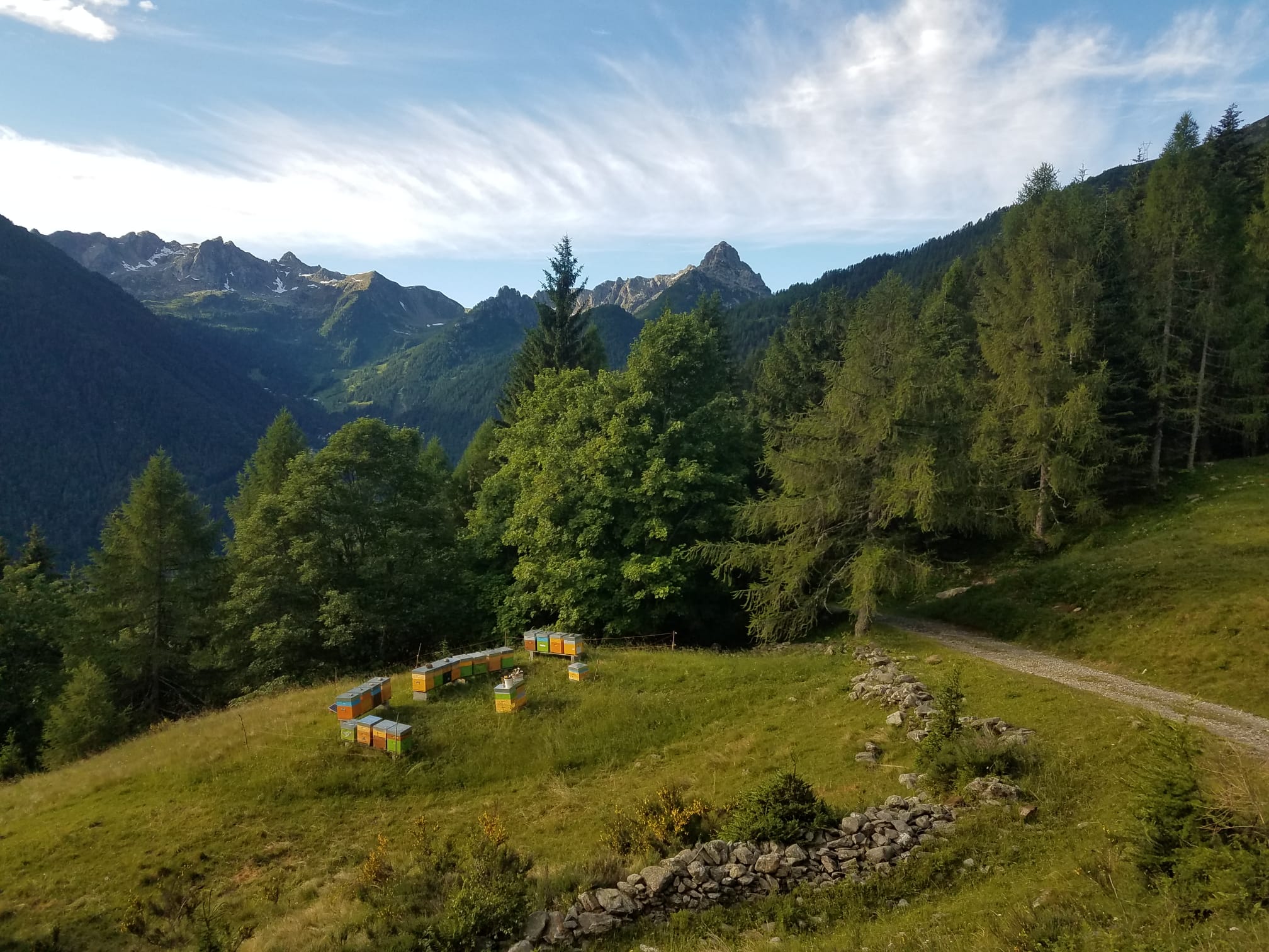 Miele di fiori delle Alpi Orobie