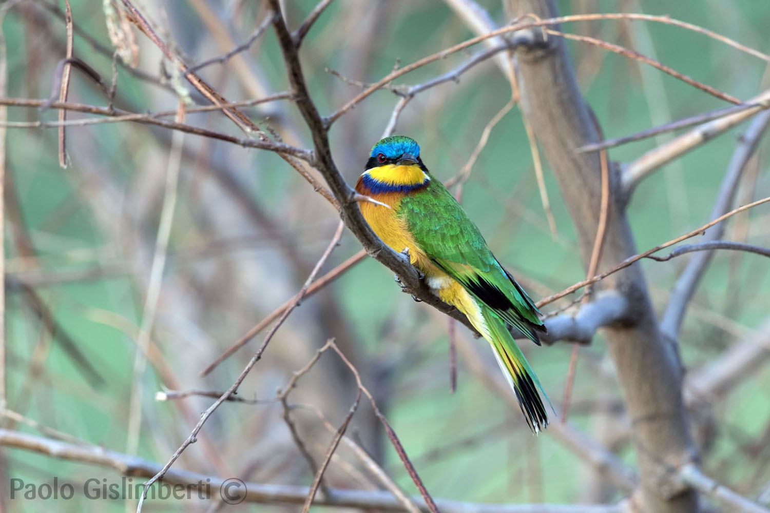 Bue-breasted Bee-eater, lago Zway, lake Zway