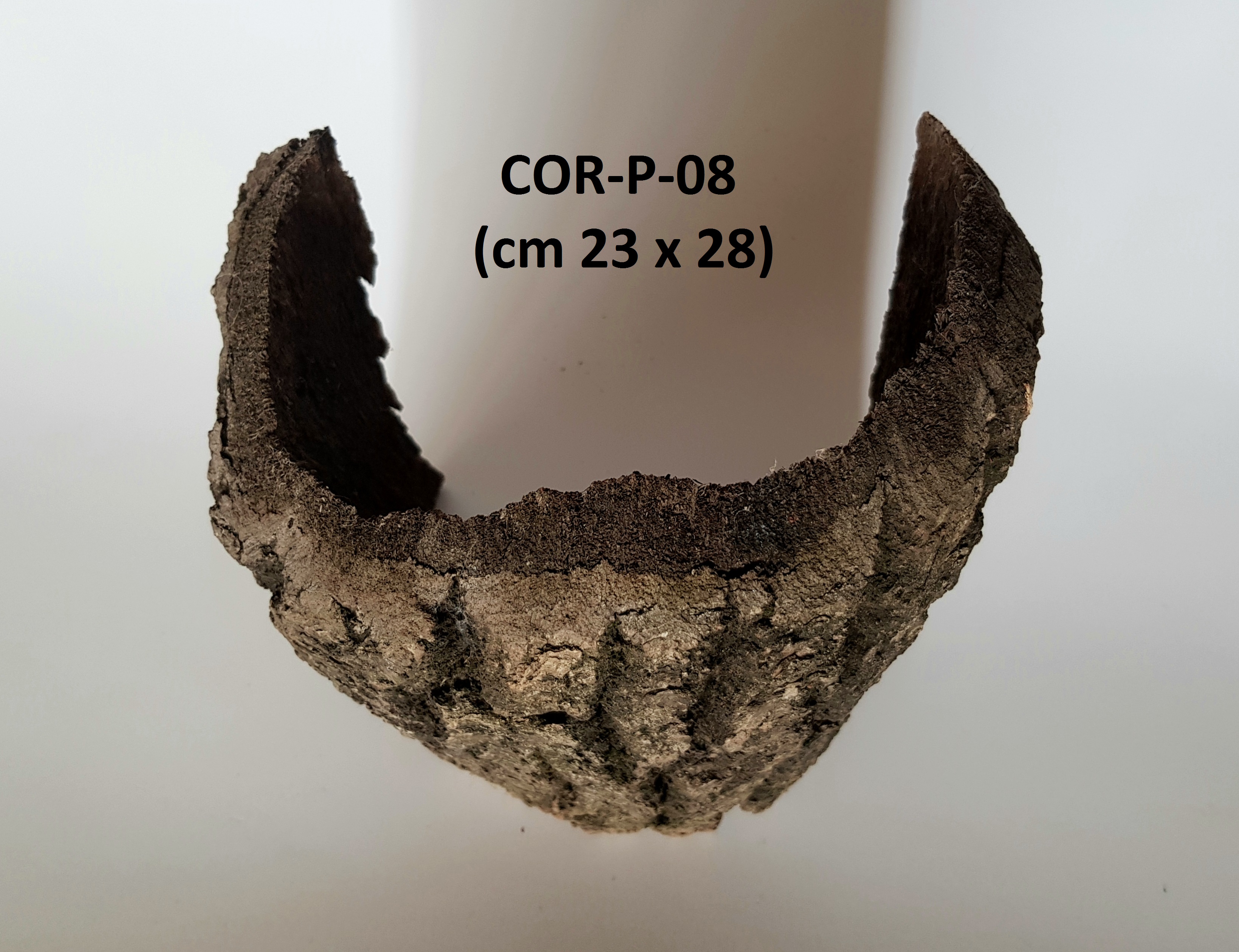 Corteccia curva (COR-P-08)