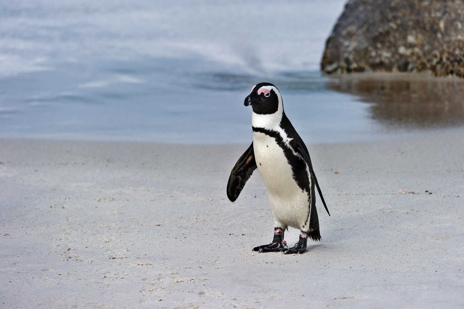 Jackass Penguin, Boulders Beach