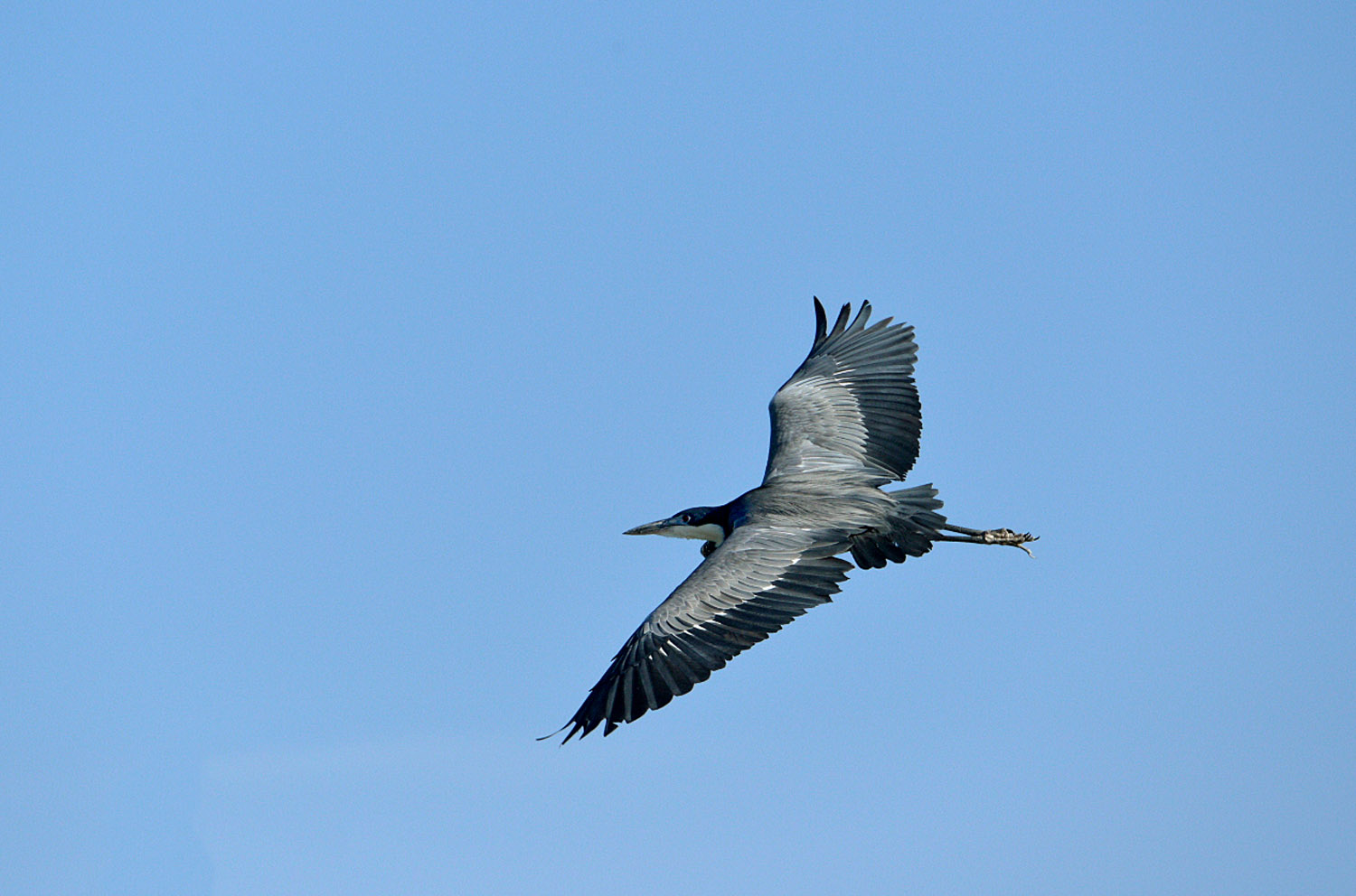 Black-headed Heron, lago Zway, lake Zway