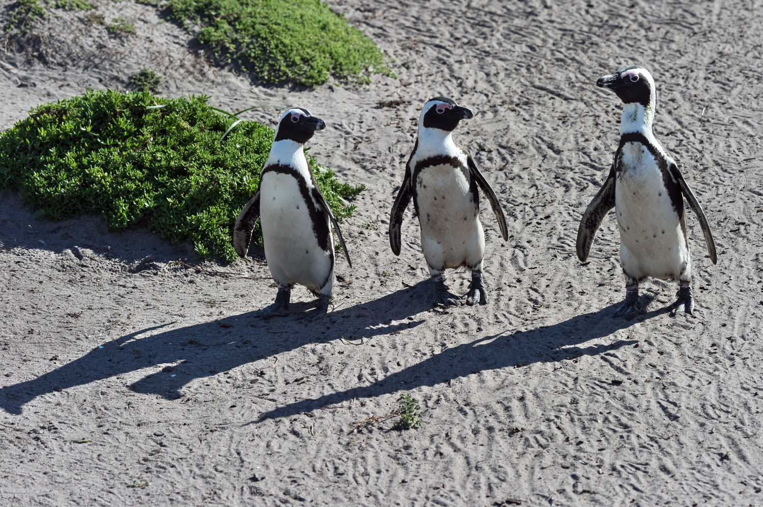 Jackass Penguins, Cape Peninsula