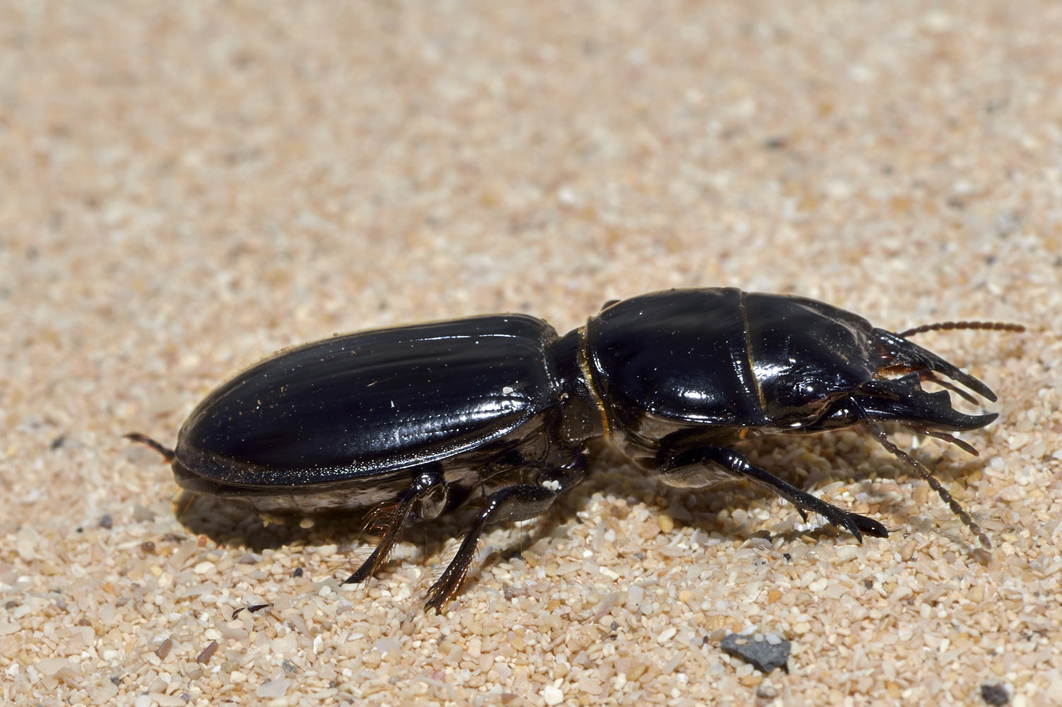 male Ground Beetle coleopter, Fuerteventura