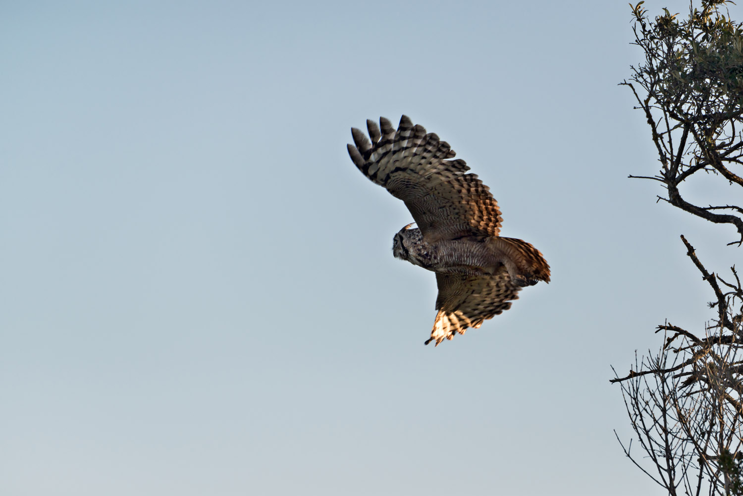 Spotted Eagle Owl, De Hoop NR