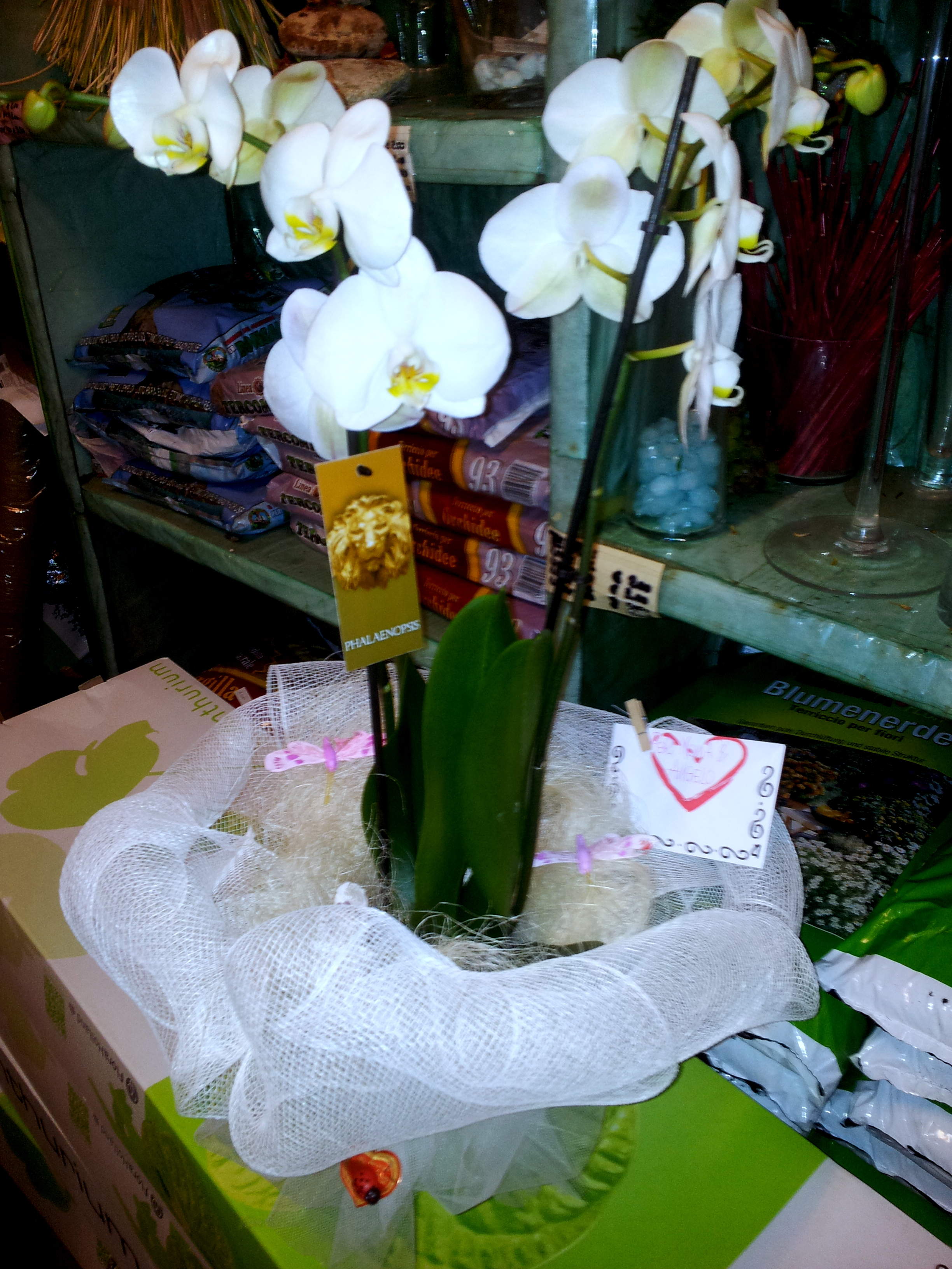 Pianta di phalaenopsis