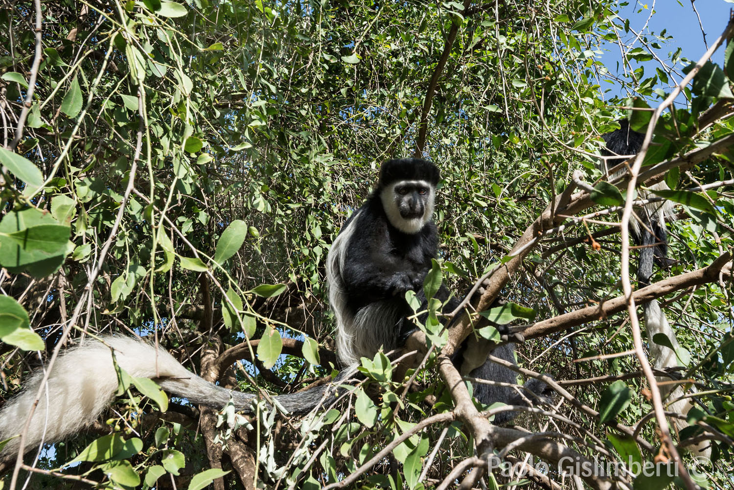 Abyssinian Black-and-white Colobus monkey, lago Awasa, lake Awasa
