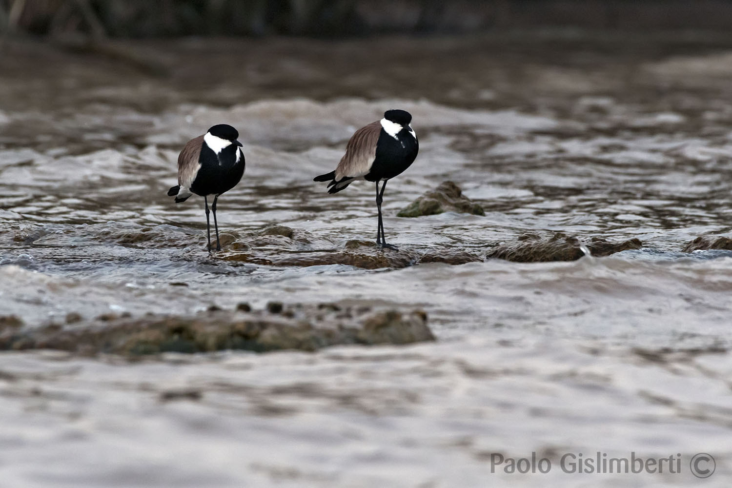 Spur-winged Plovers, lago Zway, lake Zway