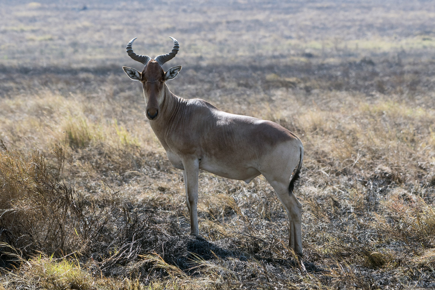 Hartebeest or Kongoni, Serengeti NP