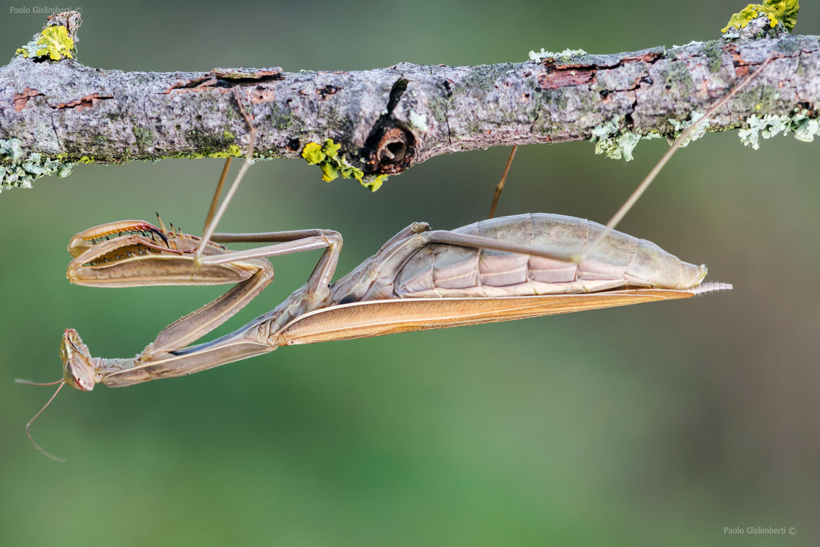 Mantis religiosa, Praying Mantis