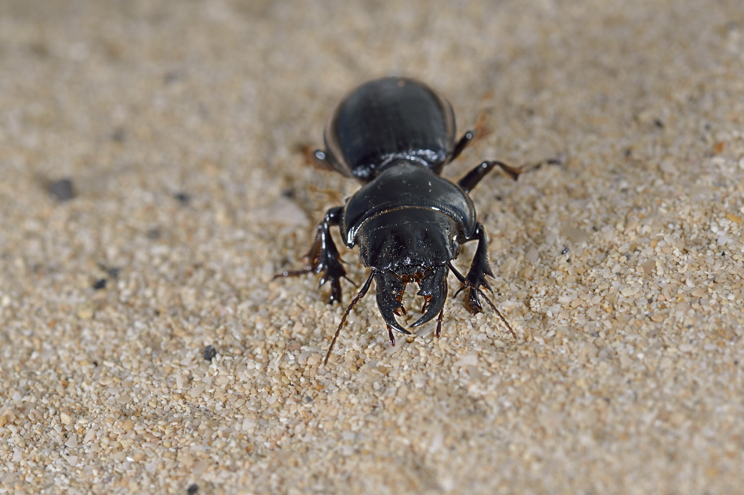 male Ground Beetle coleopter, Fuerteventura