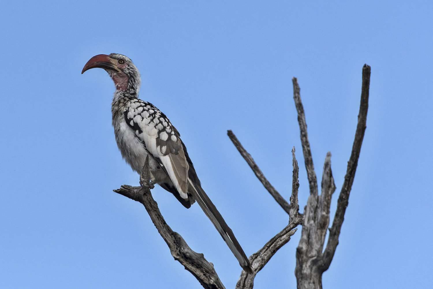 Red-billed Hornbill, Etosha NP