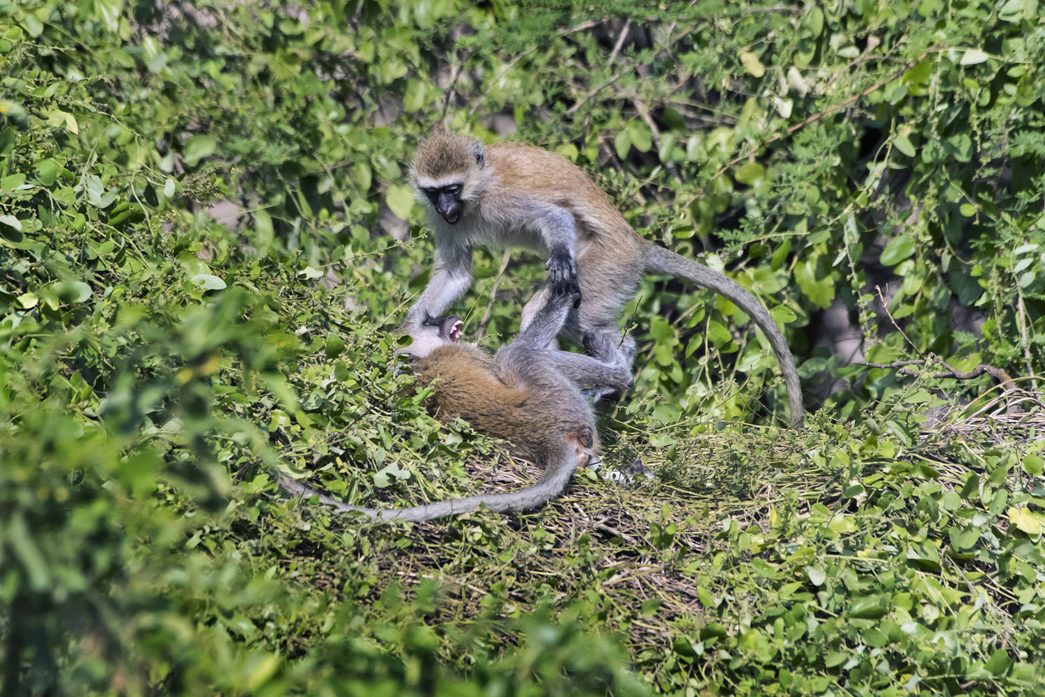 Vervet Monkeys, Serengeti NP