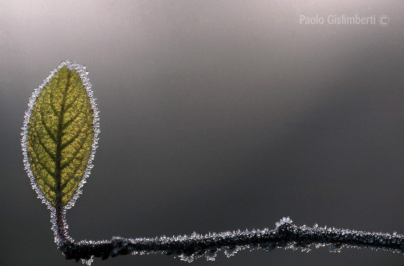 Foglia brinata, leaf covered with frost