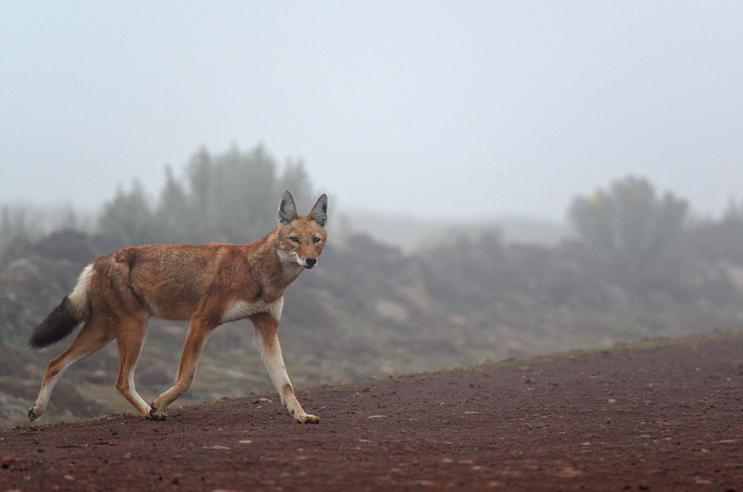Simien Wolf in the fog, Sanetti plateau